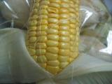 とうもろこし２