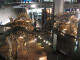 恐竜博物館　館内