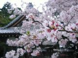 今日の雨で桜も・・・　すでに満開を過ぎ、散りはじめた感じです。今日見ておかないと来年までお預けになるかも？　そんな思いで神社の境内に向かいました。　正解でした。