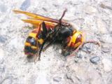 本日確保に成功したスズメ蜂の死骸です。　こんなのに刺されたら大変です！　一匹でしたがやっぱり怖いものです。