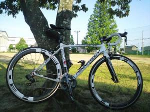 メタセコイアとマイバイク